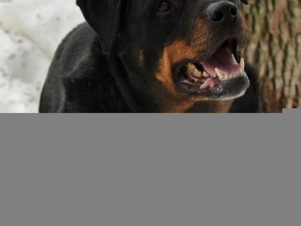 វិធីសាស្រ្តថ្មីៗសម្រាប់ការបង្ហាញល្បែង